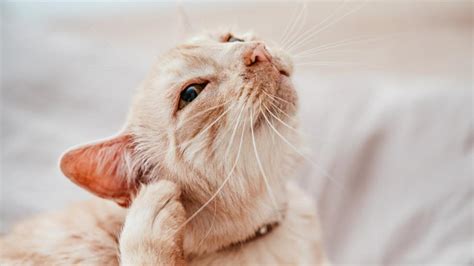 7 Cat Ear Facts .